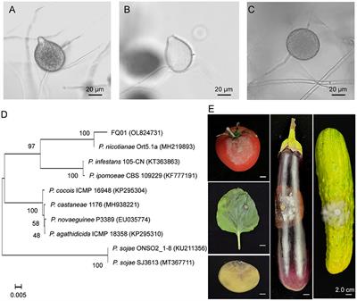 Ethyl acetate produced by Hanseniaspora uvarum is a potential biocontrol agent against tomato <mark class="highlighted">fruit rot</mark> caused by Phytophthora nicotianae